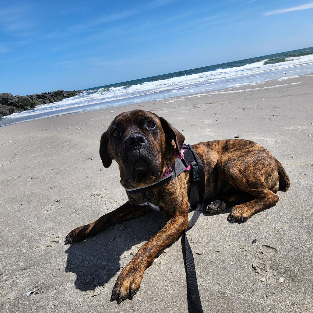 Enlarge Candyland, a Adoptable Mixed Breed in Philadelphia, PA image 2/6