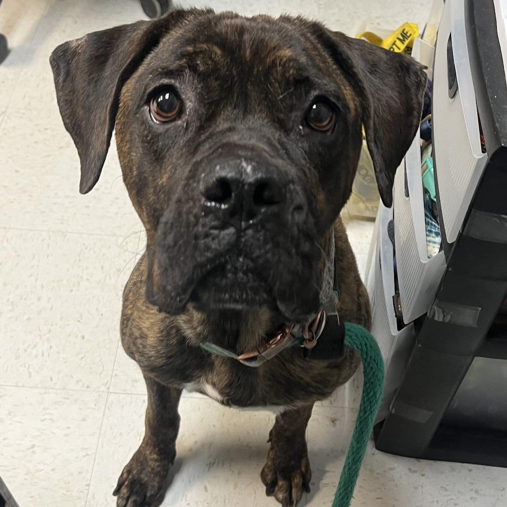 Enlarge Candyland, a Adoptable Mixed Breed in Philadelphia, PA image 3/6