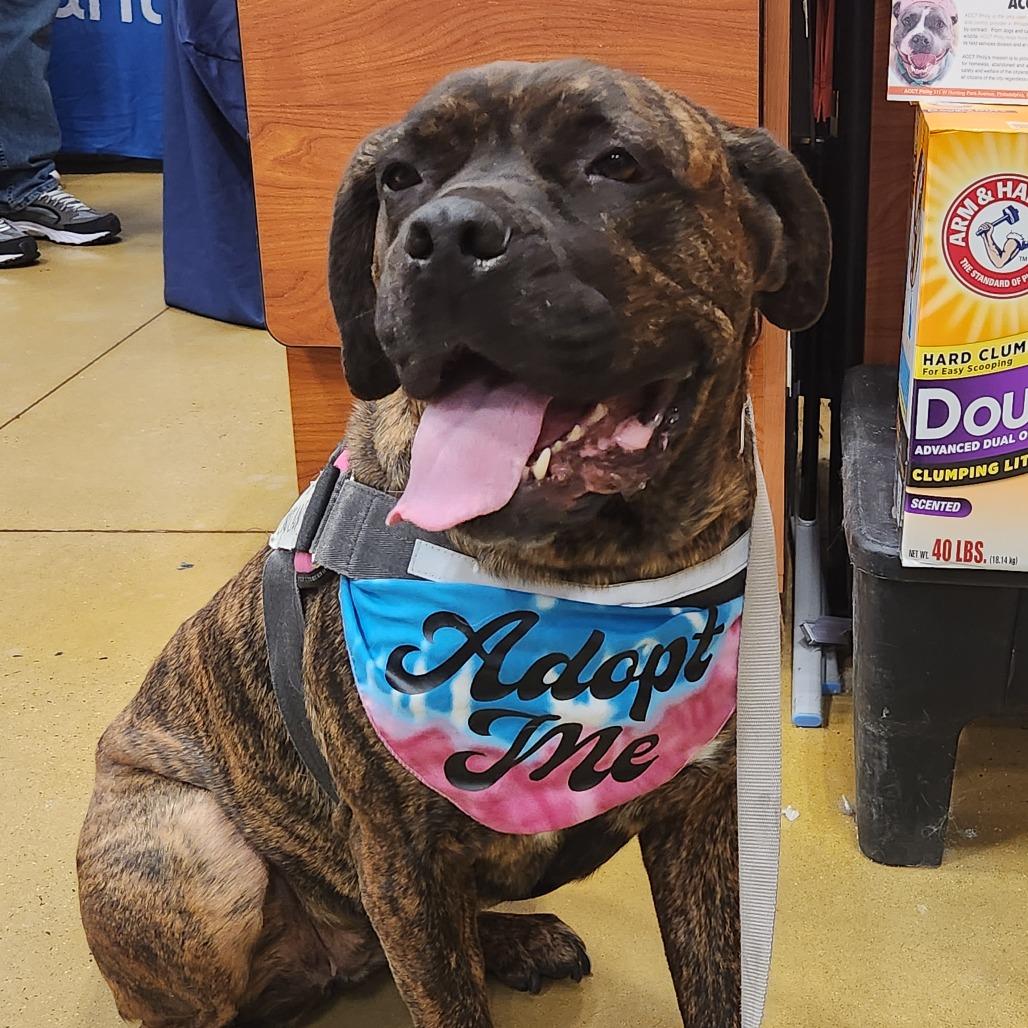 Enlarge Candyland, a Adoptable Mixed Breed in Philadelphia, PA image 4/6