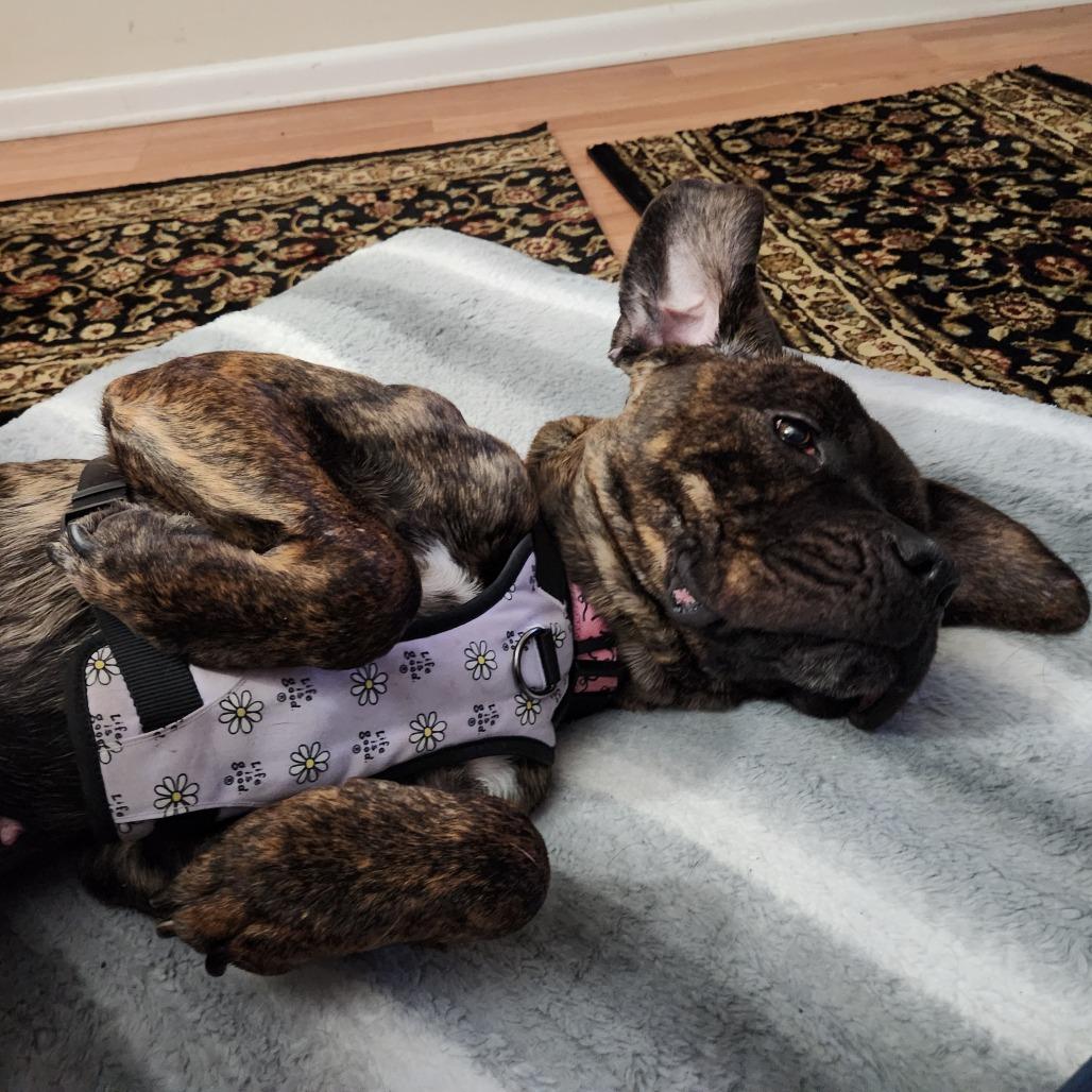 Enlarge Candyland, a Adoptable Mixed Breed in Philadelphia, PA image 5/6