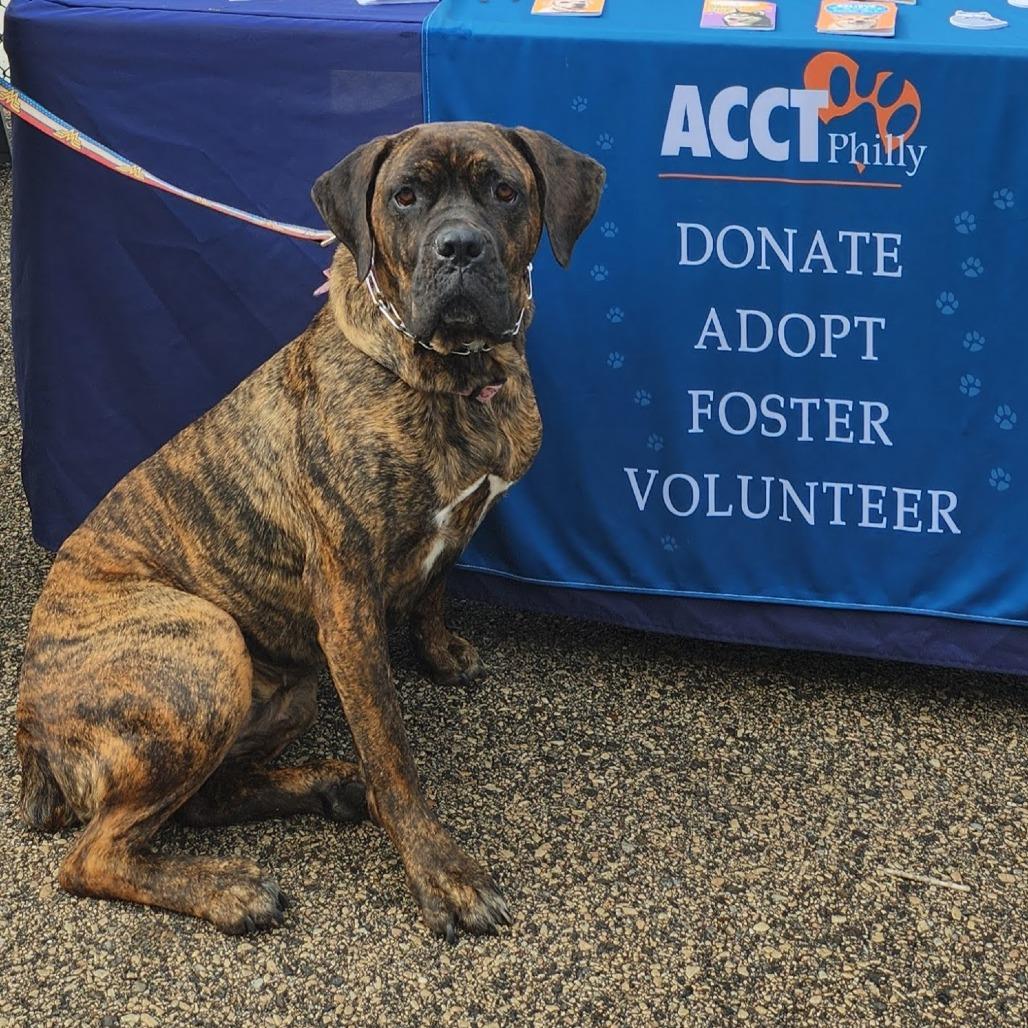 Enlarge Candyland, a Adoptable Mixed Breed in Philadelphia, PA image 6/6
