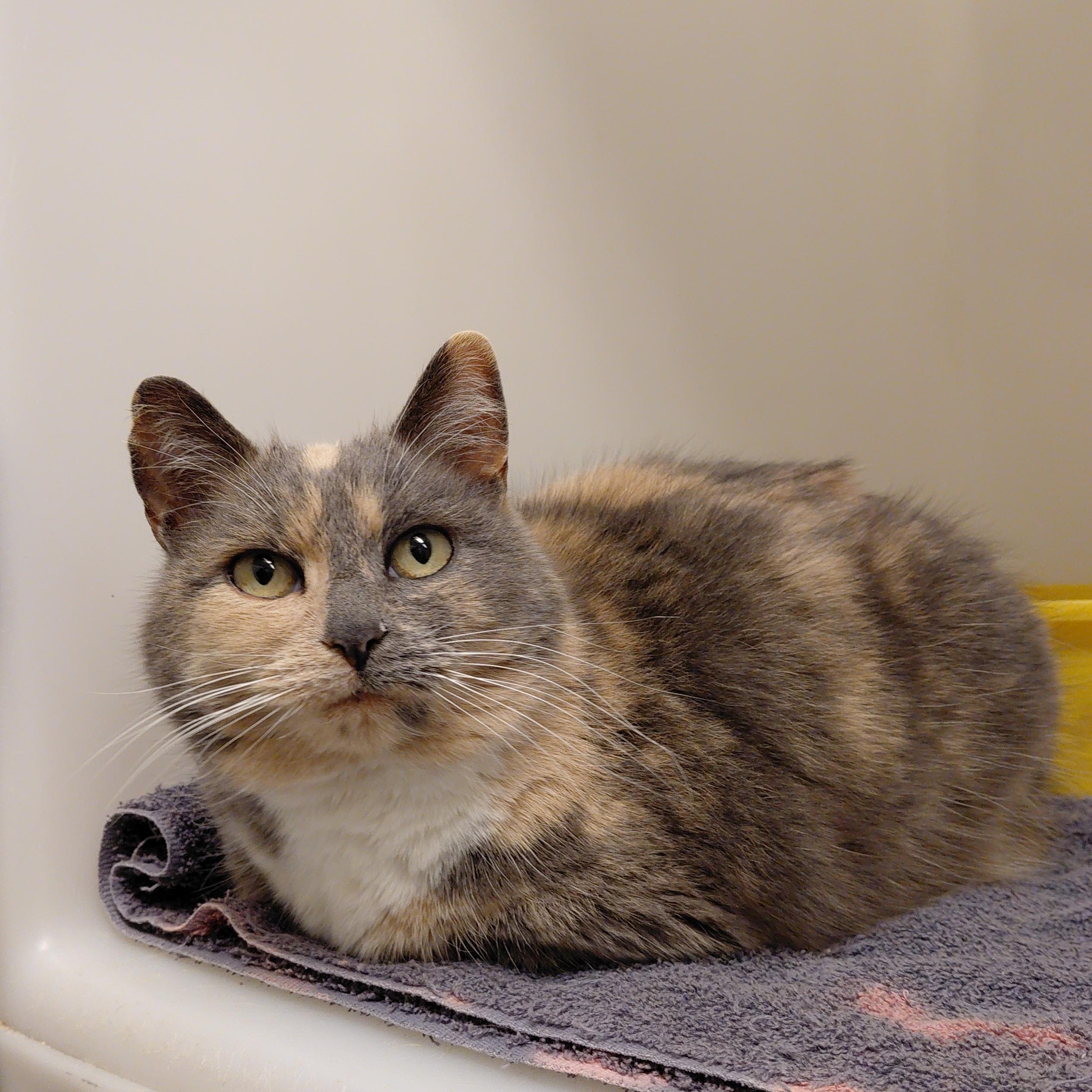 Amber, ADOPTABLE, Adult Female Domestic Short Hair.