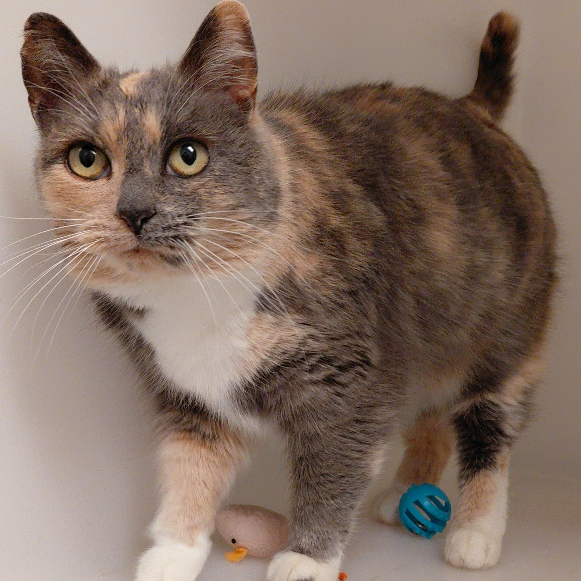Enlarge Amber, a ADOPTABLE Domestic Short Hair in Stanley, VA image 2/4