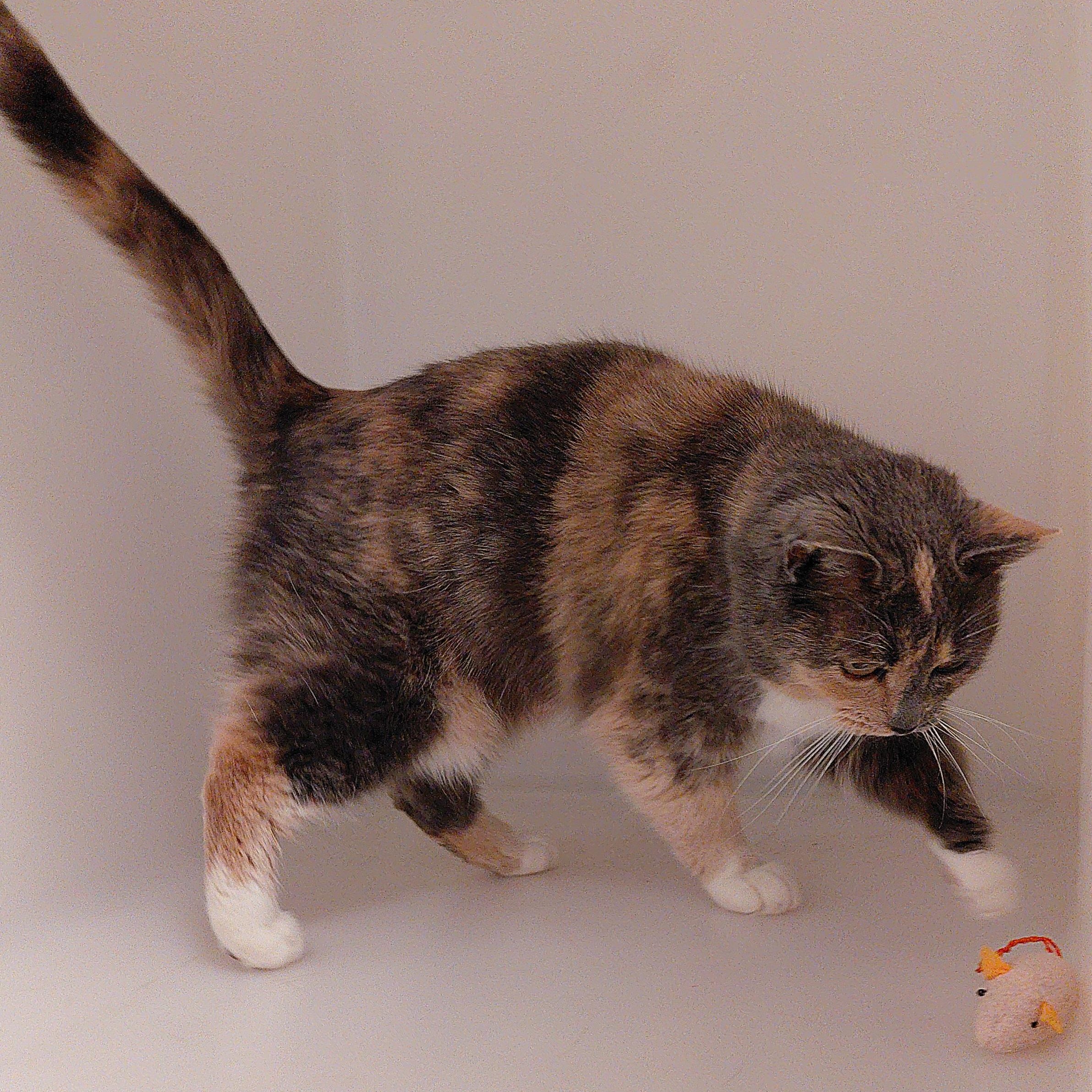 Enlarge Amber, a ADOPTABLE Domestic Short Hair in Stanley, VA image 4/4