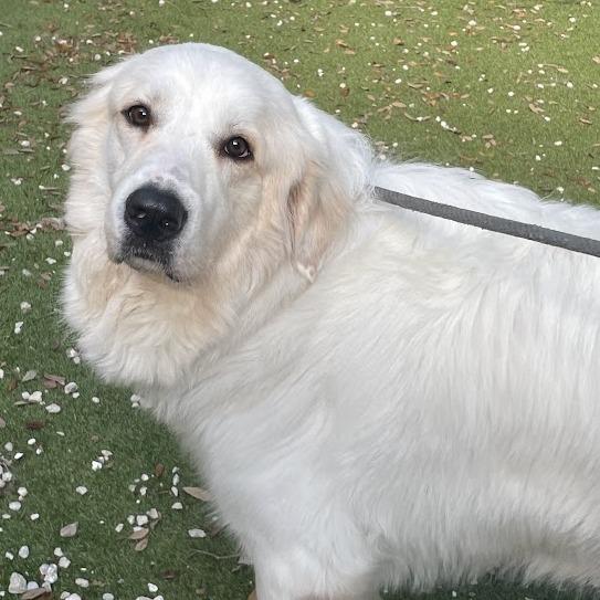Panfillo, Adoptable, Adult Male Great Pyrenees.