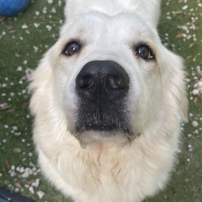 Enlarge Panfillo, a Adoptable Great Pyrenees in Port Charlotte, FL image 2/2