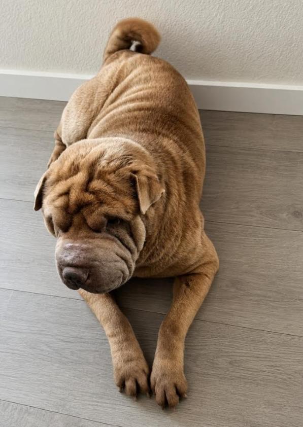 Enlarge Buster, a ADOPTABLE Shar-Pei in Pinedale, WY image 1/2