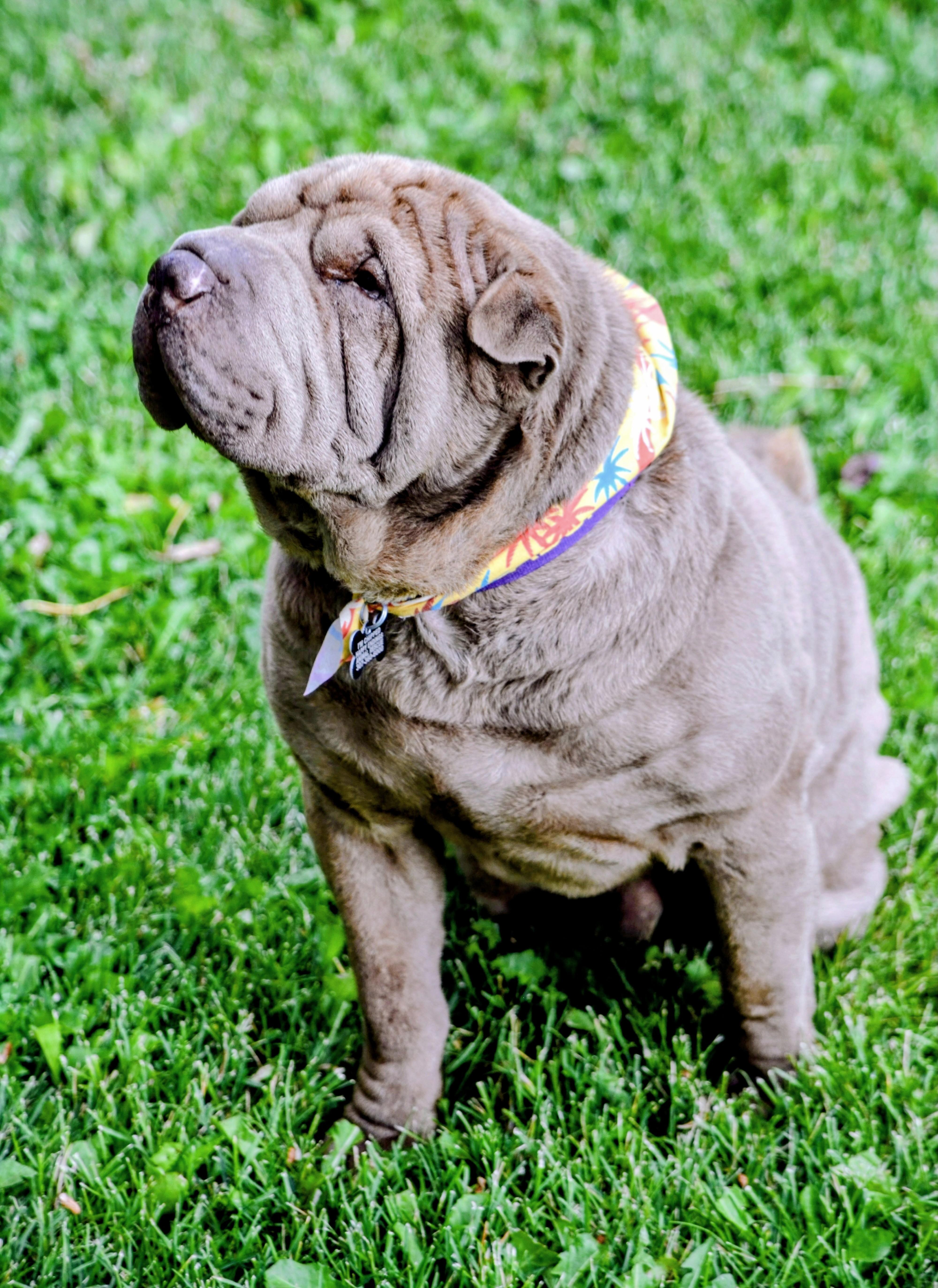 Buster, an adoptable Shar-Pei in Pinedale, WY image 3/6