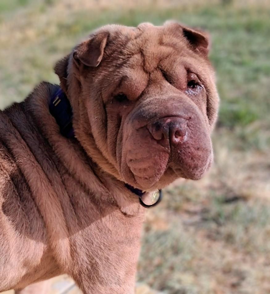 Buster, adoptable, Adult Male Shar-Pei.