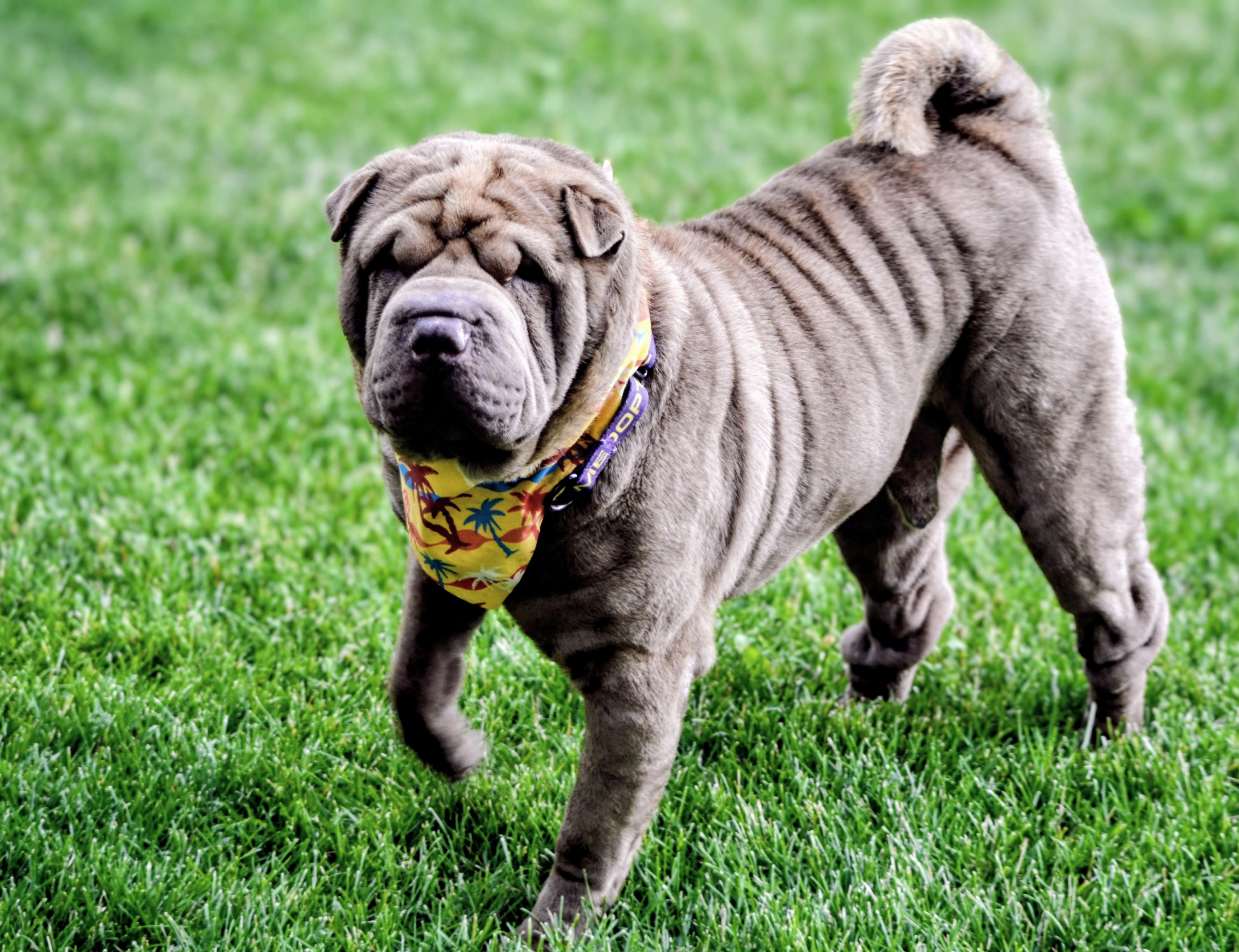 Buster, adoptable, Adult Male Shar-Pei.