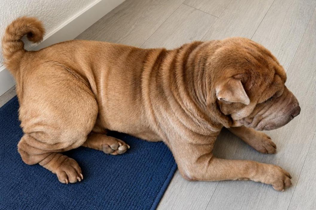 Enlarge Buster, a ADOPTABLE Shar-Pei in Pinedale, WY image 2/2