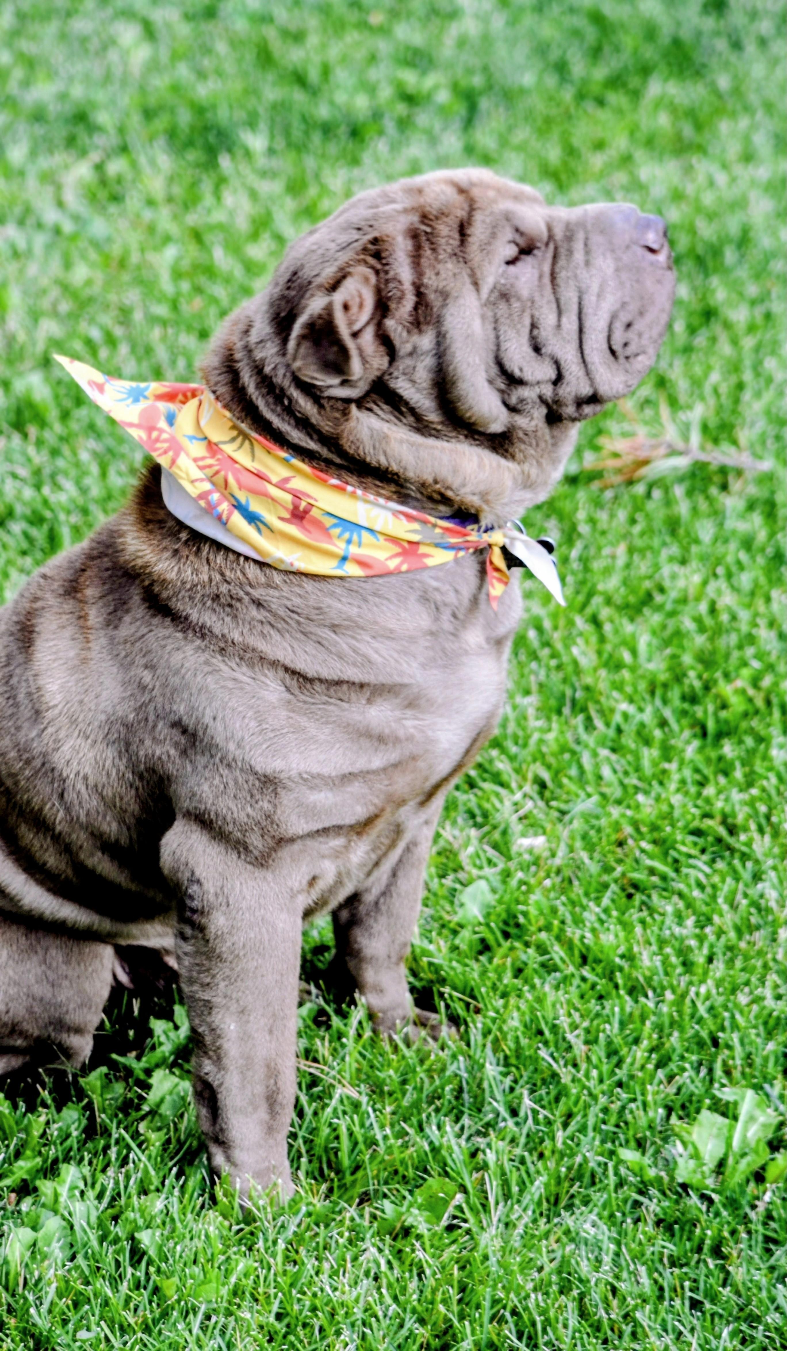 Buster, an adoptable Shar-Pei in Pinedale, WY image 4/6