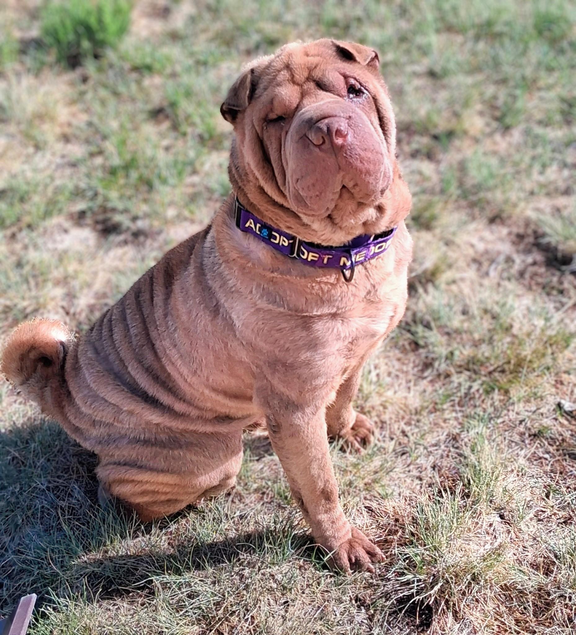 Buster, an adoptable Shar-Pei in Pinedale, WY image 2/5
