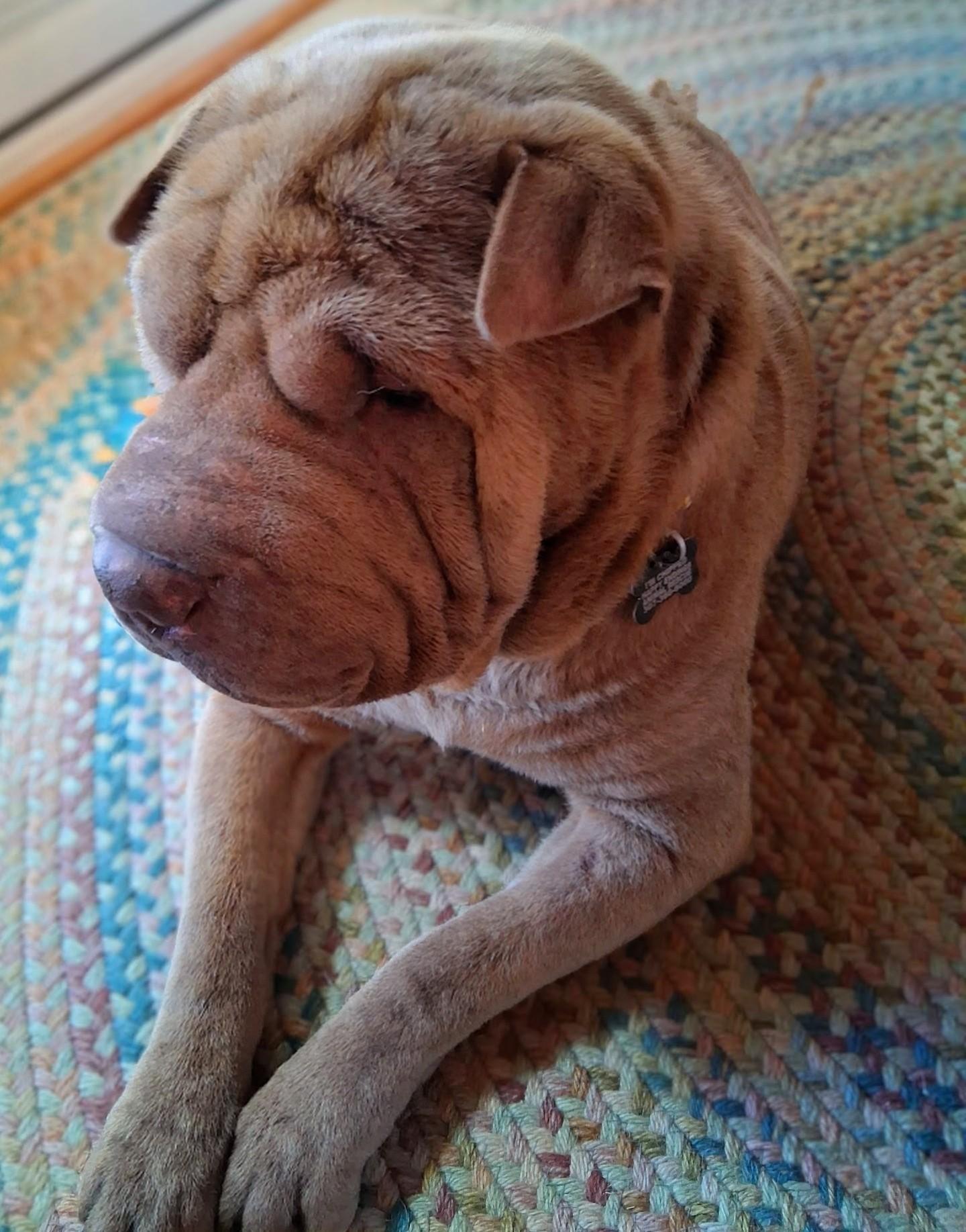 Buster, an adoptable Shar-Pei in Pinedale, WY image 3/5