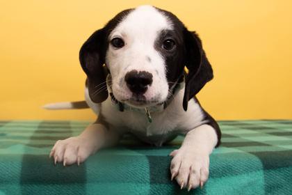 Tinsel Toes, Adoptable, Puppy Male Hound & Mixed Breed.