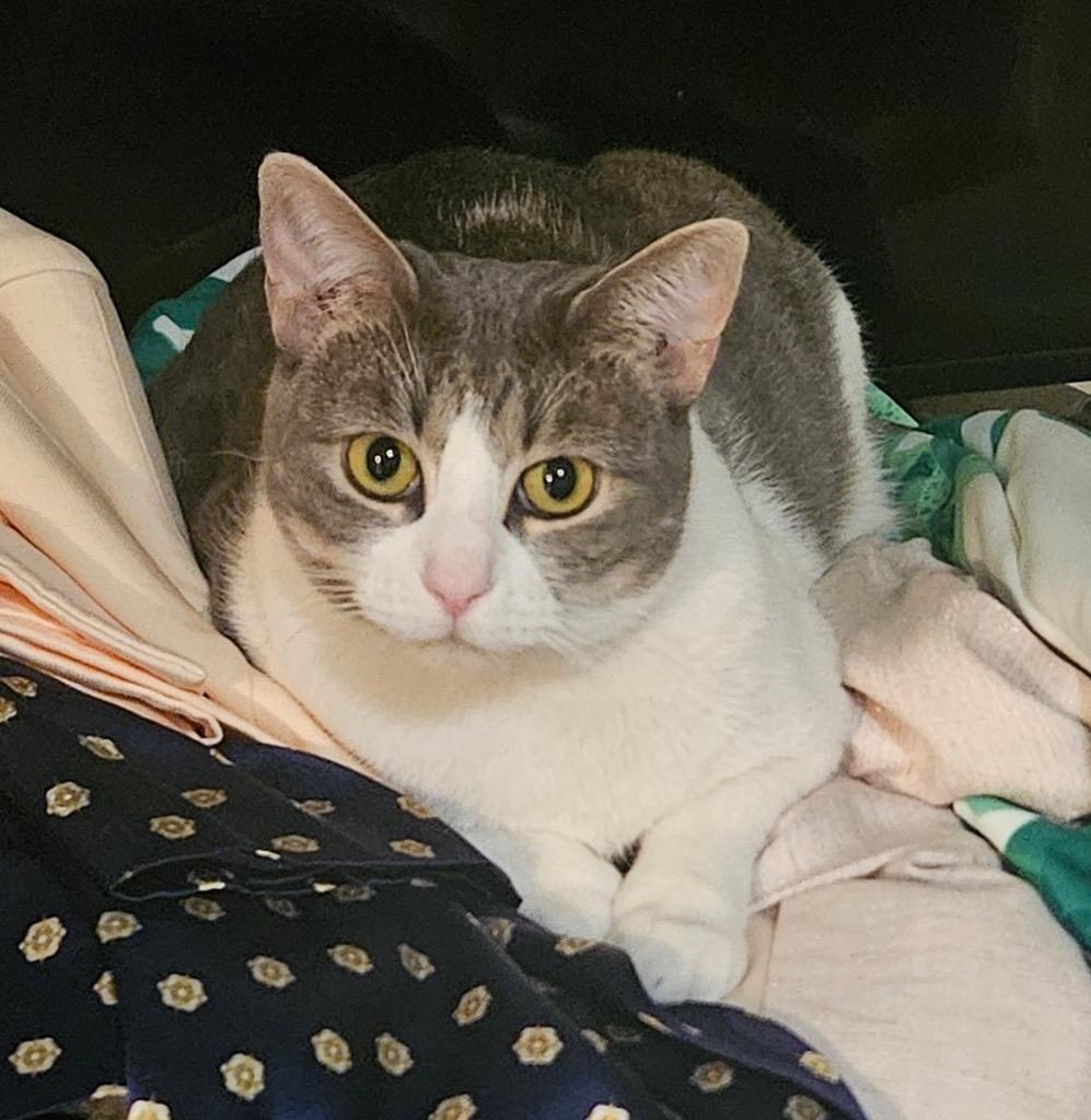 Monarch, Adoptable, Adult Female Tabby.