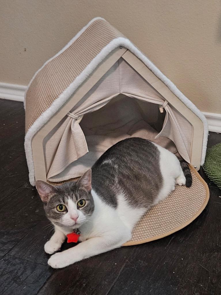 Monarch, a Adoptable Tabby in San Antonio, TX image 2/5