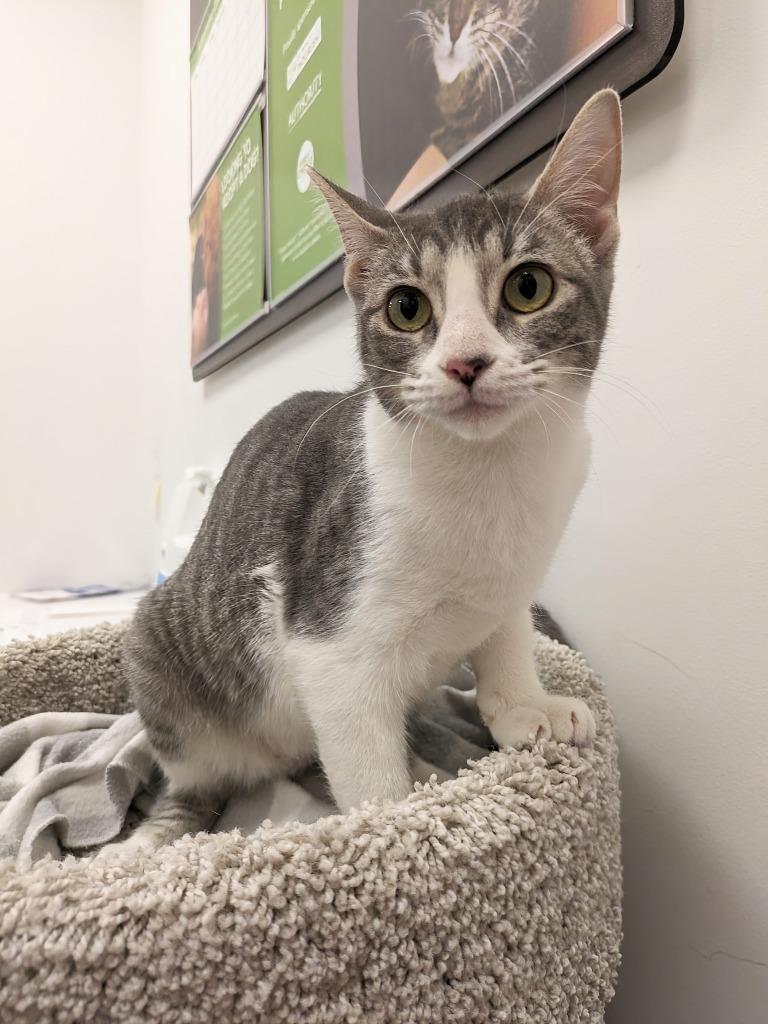 Monarch, a Adoptable Tabby in San Antonio, TX image 4/5