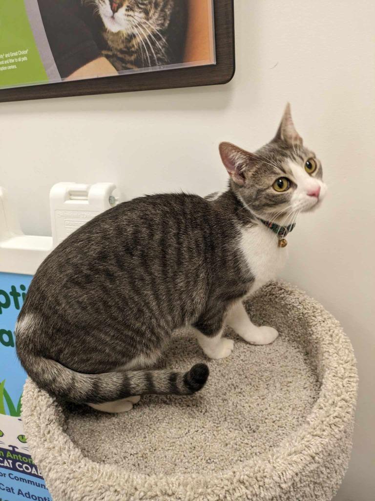 Monarch, a Adoptable Tabby in San Antonio, TX image 5/5