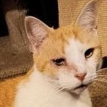 Dilly, a Adoptable Domestic Short Hair in Frederick, MD image 1/5