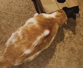 Dilly, a Adoptable Domestic Short Hair in Frederick, MD image 2/5