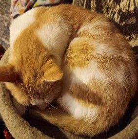 Dilly, a Adoptable Domestic Short Hair in Frederick, MD image 3/5