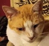 Dilly, a Adoptable Domestic Short Hair in Frederick, MD image 4/5