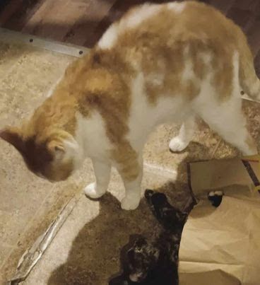 Dilly, a Adoptable Domestic Short Hair in Frederick, MD image 5/5