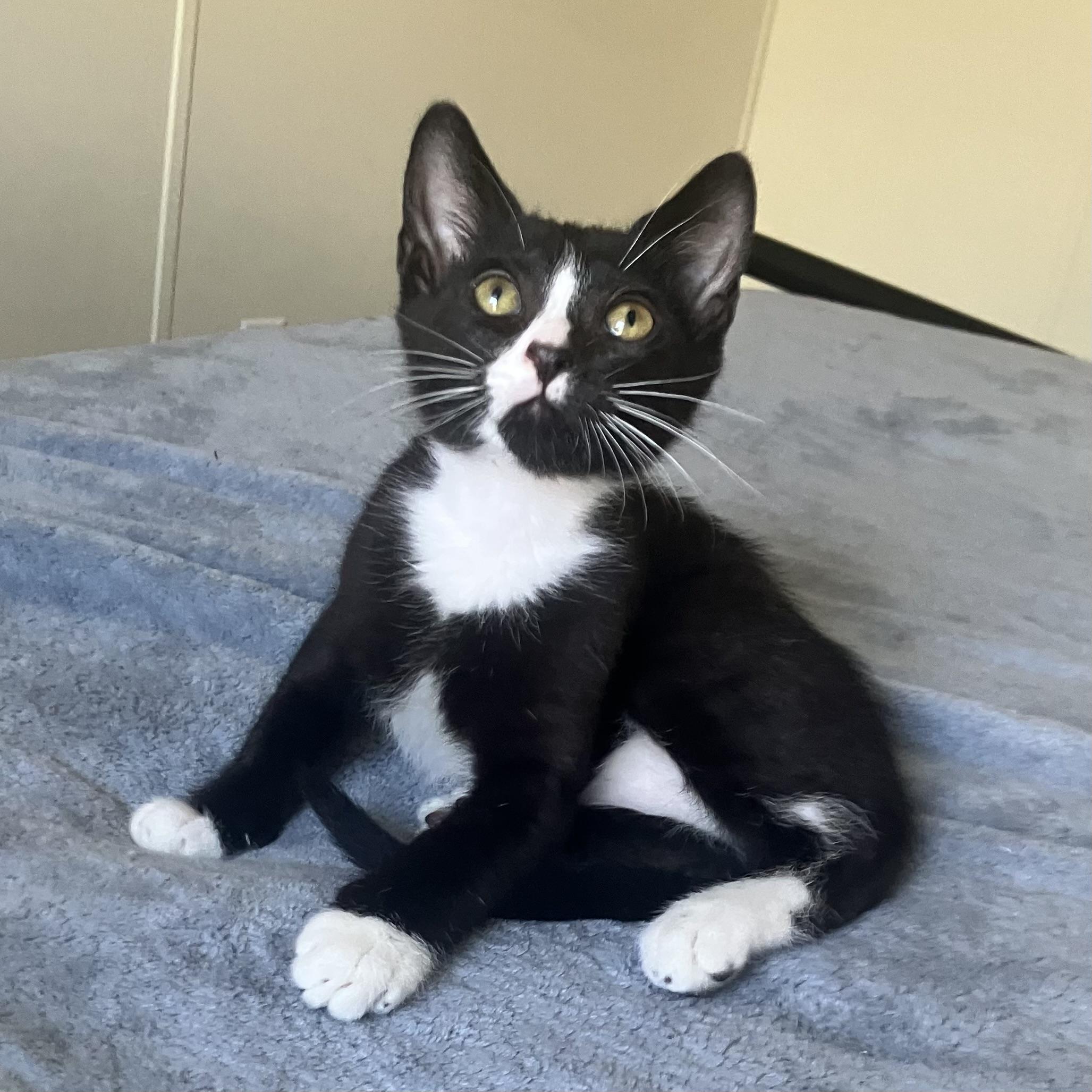 Caspian — thumbnail 5