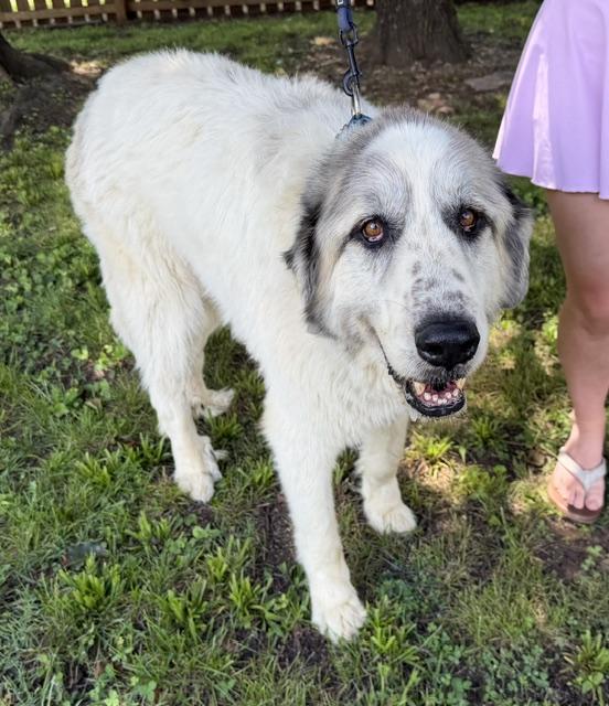 Enlarge Sampson adopted down south, an adopted mixed breed in Woburn, MA image 3/6