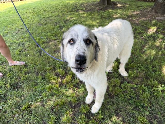 Enlarge Sampson adopted down south, an adopted mixed breed in Woburn, MA image 2/6