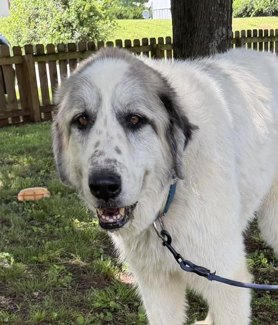 Sampson adopted down south, adopted, Senior Male Great Pyrenees & Anatolian Shepherd.