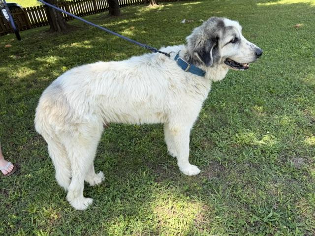 Enlarge Sampson adopted down south, an adopted mixed breed in Woburn, MA image 4/6
