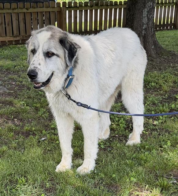 Enlarge Sampson adopted down south, an adopted mixed breed in Woburn, MA image 5/6