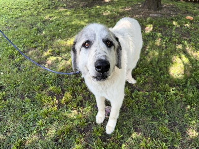 Enlarge Sampson adopted down south, an adopted mixed breed in Woburn, MA image 6/6