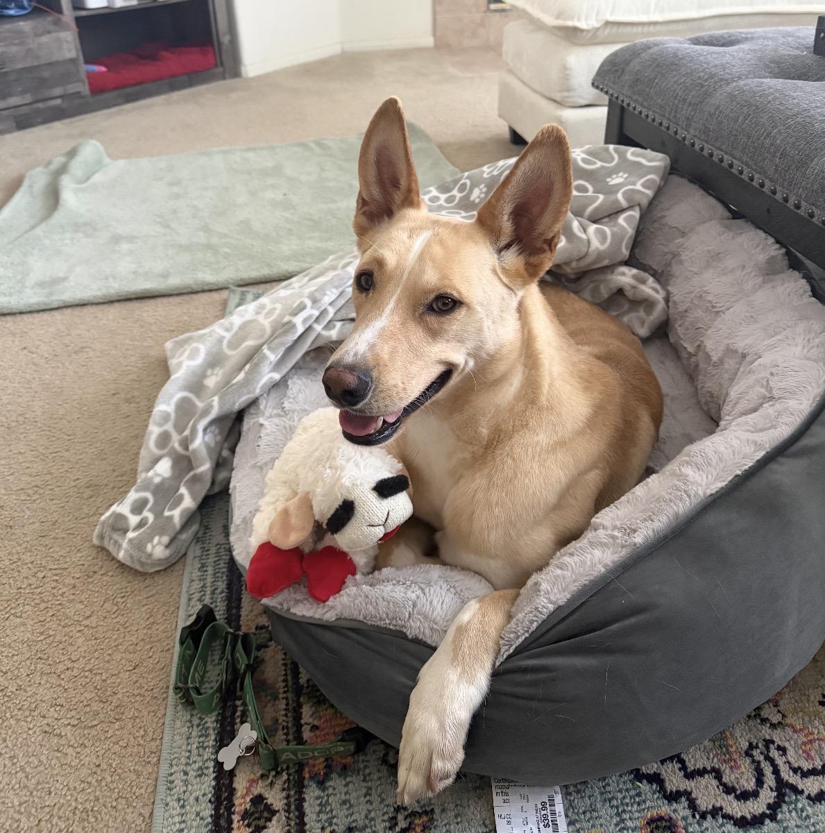 Teddy, a ADOPTABLE mixed breed in Tarzana, CA image 3/6