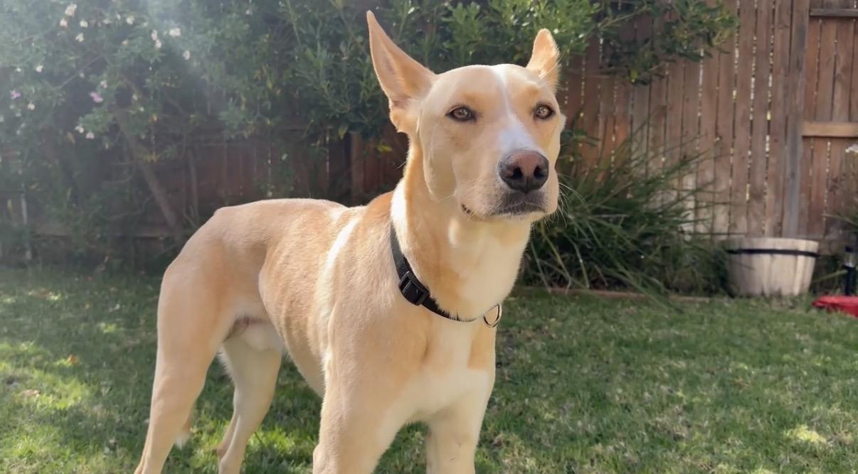 Teddy, a ADOPTABLE mixed breed in Tarzana, CA image 6/6