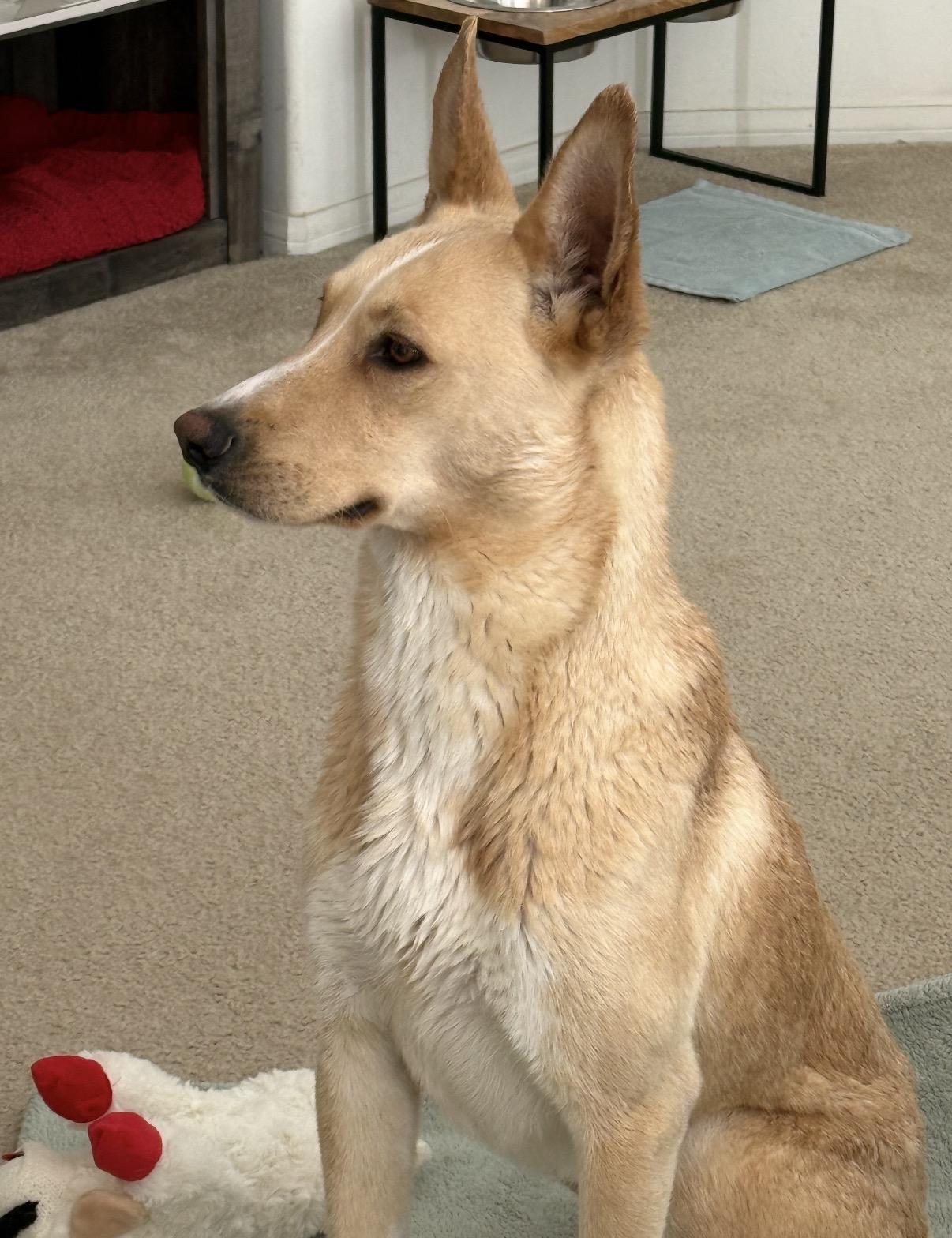 Teddy, a ADOPTABLE mixed breed in Tarzana, CA image 5/6