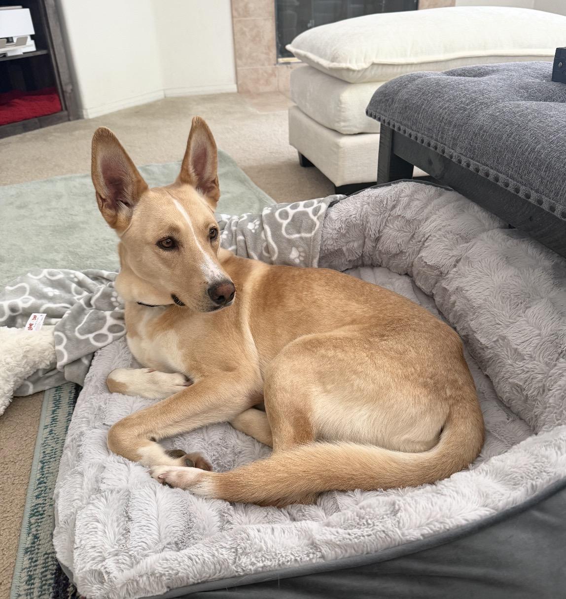 Teddy, a ADOPTABLE mixed breed in Tarzana, CA image 2/6