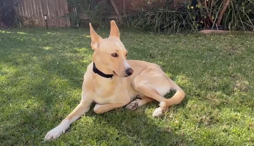 Teddy, a ADOPTABLE mixed breed in Tarzana, CA image 1/6