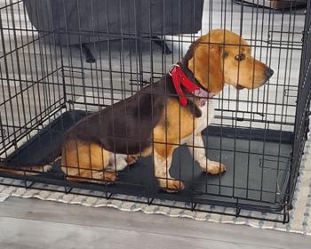 Jimmy Dean