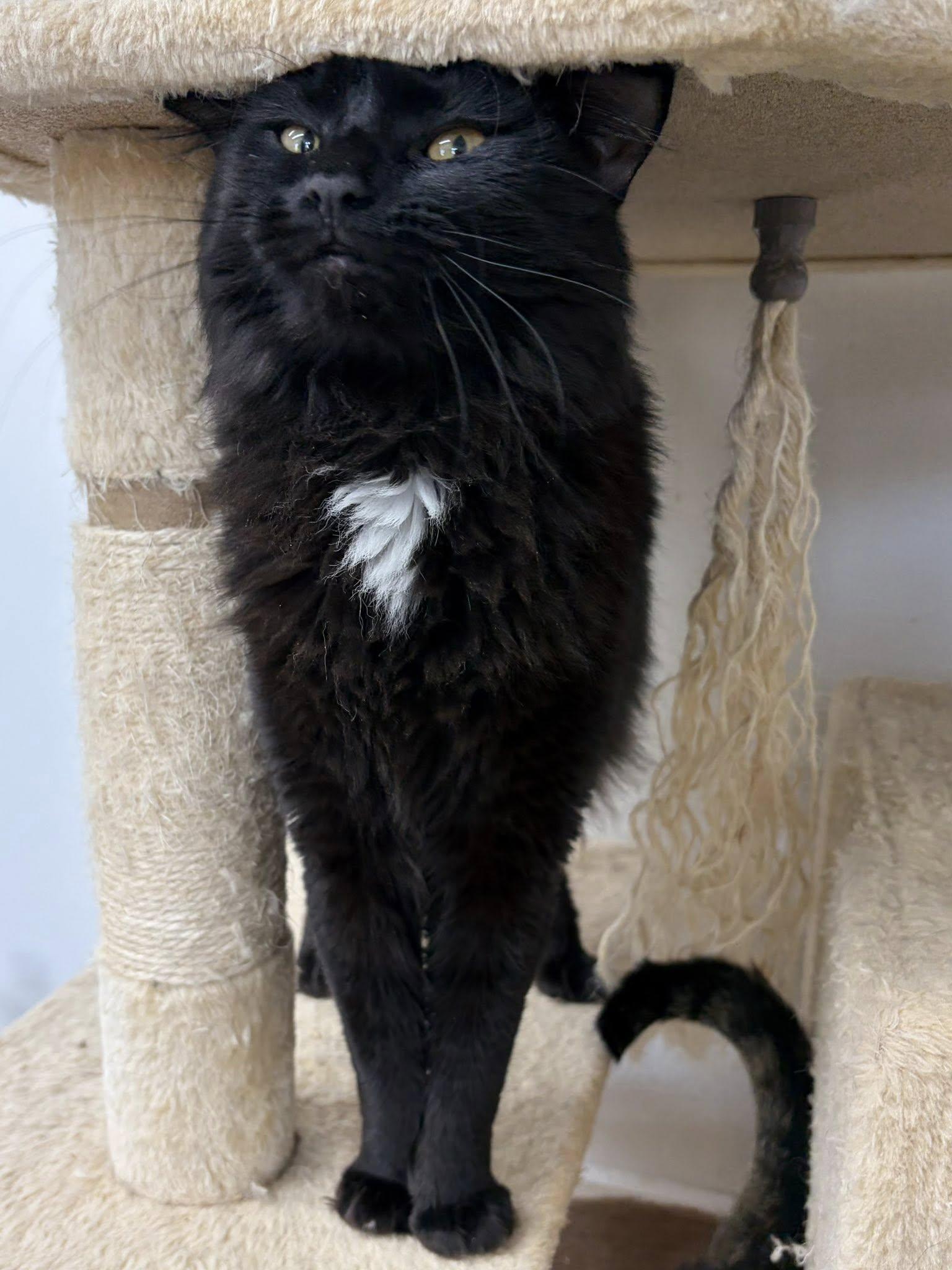 Slick Sally, a ADOPTABLE Domestic Long Hair in Clarksville, TN image 3/3