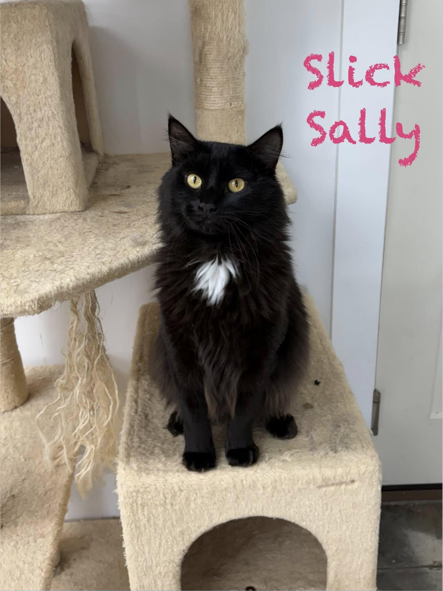 Slick Sally, a ADOPTABLE Domestic Long Hair in Clarksville, TN image 1/3