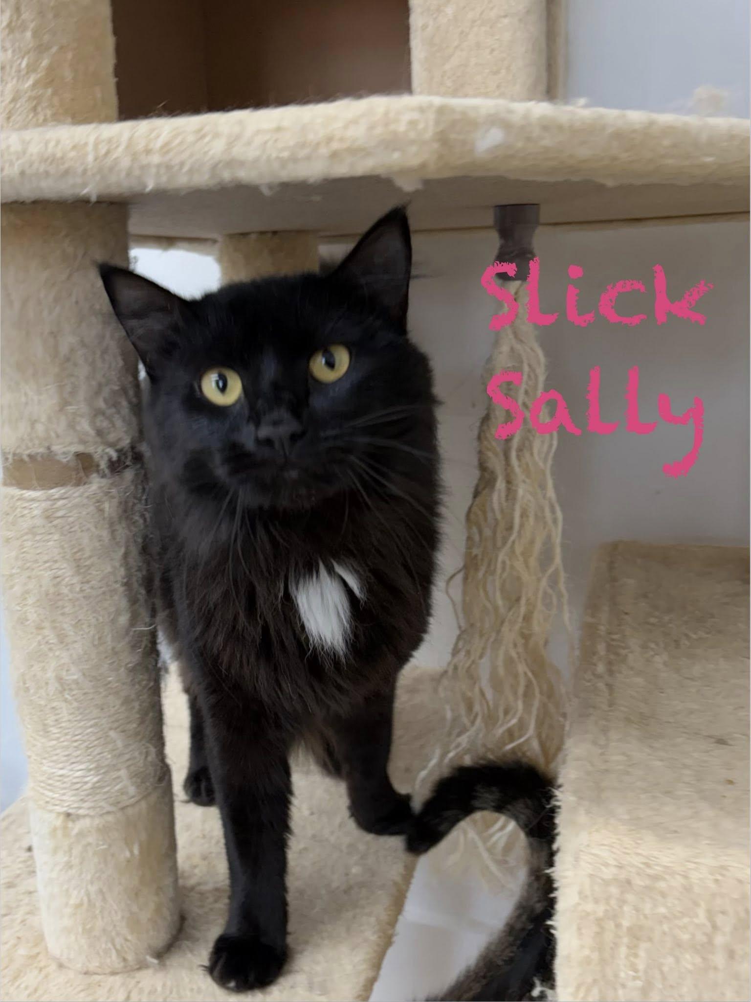Slick Sally, a ADOPTABLE Domestic Long Hair in Clarksville, TN image 2/3