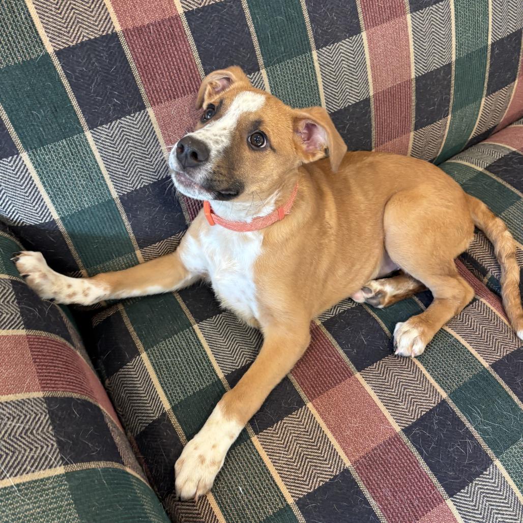 Buzz, Adoptable, Puppy Male Carolina Dog & Mixed Breed.