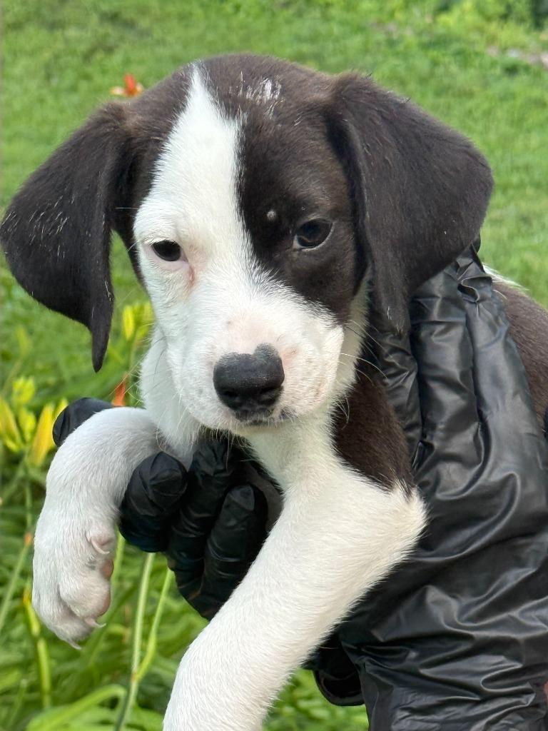 Peanut, Adoptable, Puppy Male Beagle & German Shorthaired Pointer.