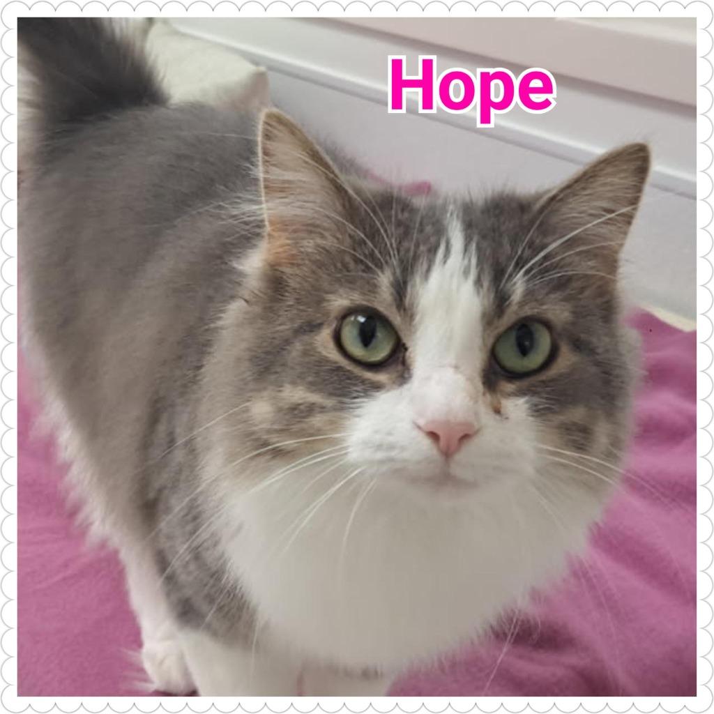 Hope, a Adoptable mixed breed in North Saint Paul, MN image 1/6