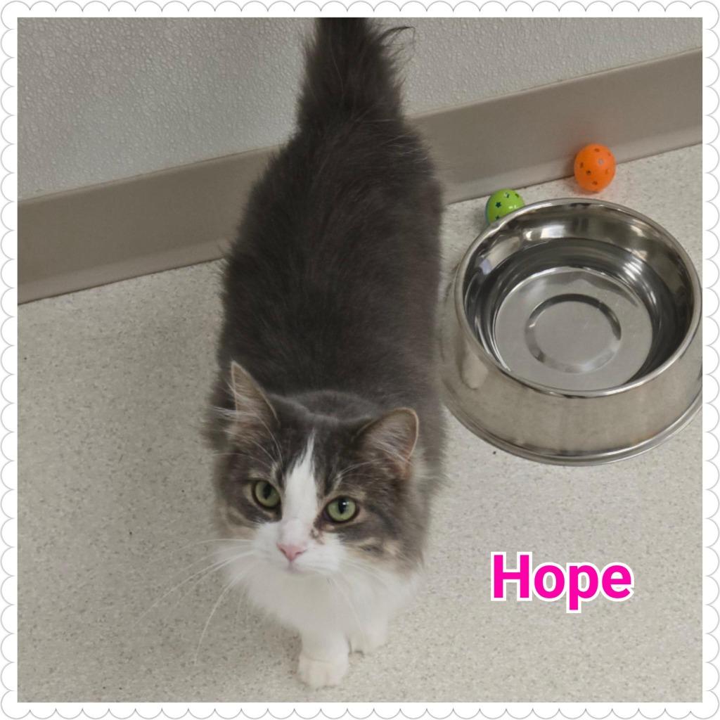Hope, a Adoptable mixed breed in North Saint Paul, MN image 2/6