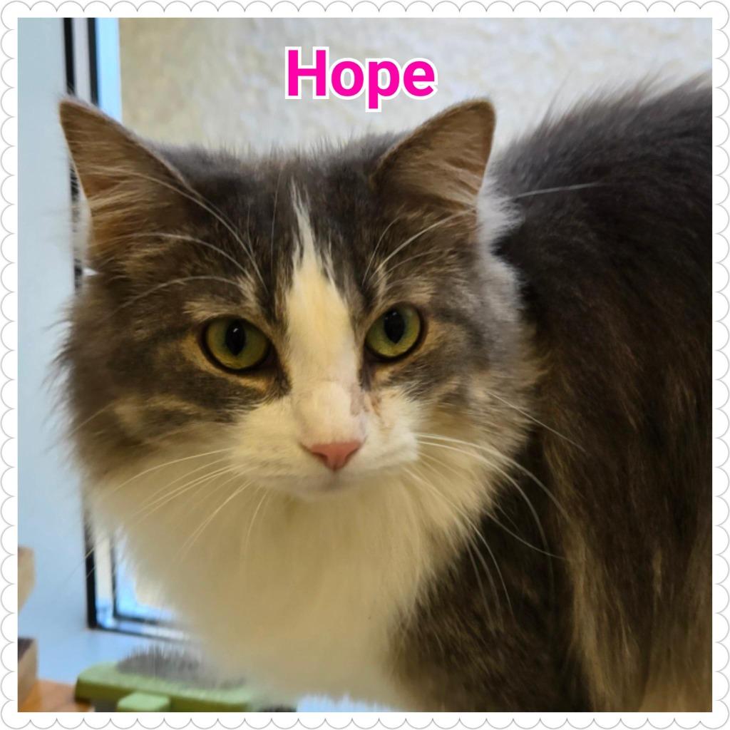 Hope, a Adoptable mixed breed in North Saint Paul, MN image 3/6