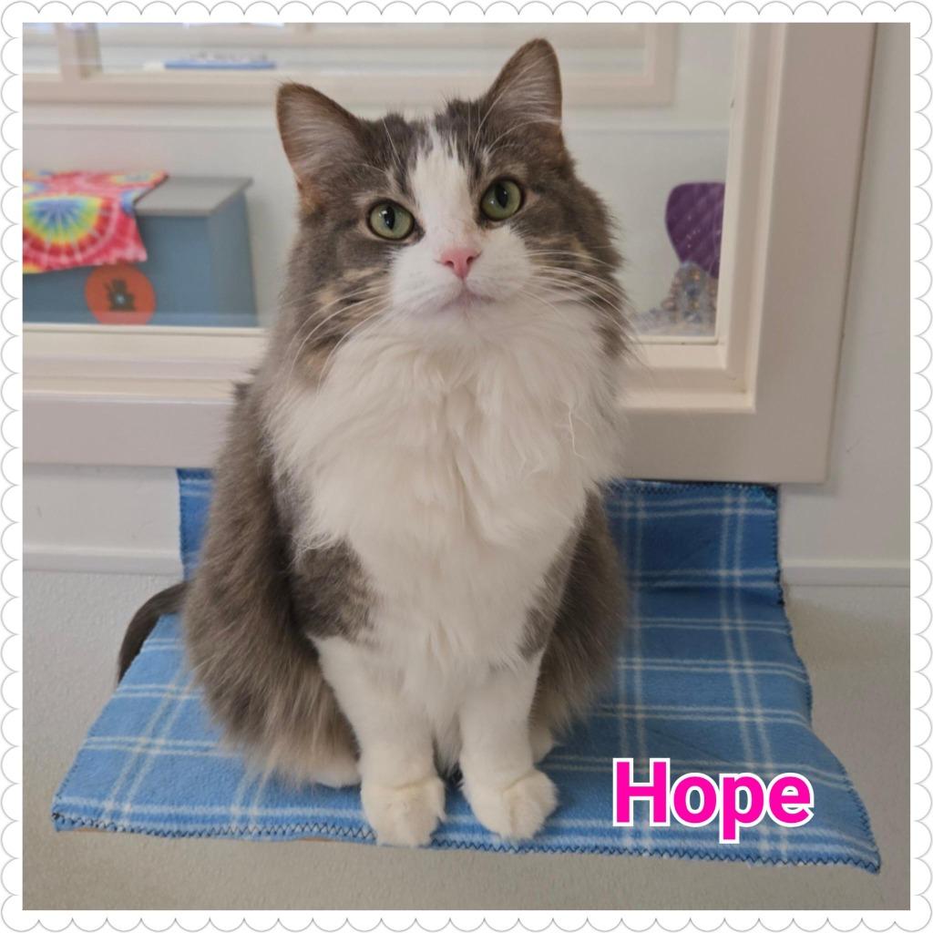 Hope, a Adoptable mixed breed in North Saint Paul, MN image 4/6